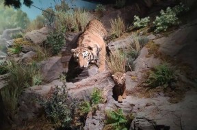 九游体育app-闽南雪豹队鏖战关中暴熊队，斯诺克半决赛失利，核心复出即建功。重拾自信的夜晚的简单介绍